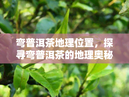 弯普洱茶地理位置，探寻弯普洱茶的地理奥秘：揭秘其独特的生长环境与气候条件