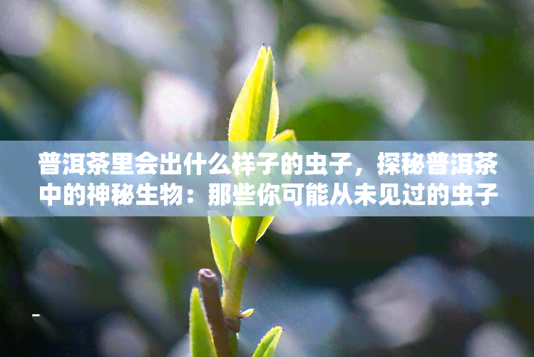 普洱茶里会出什么样子的虫子，探秘普洱茶中的神秘生物：那些你可能从未见过的虫子