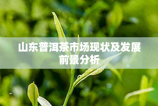 山东普洱茶市场现状及发展前景分析