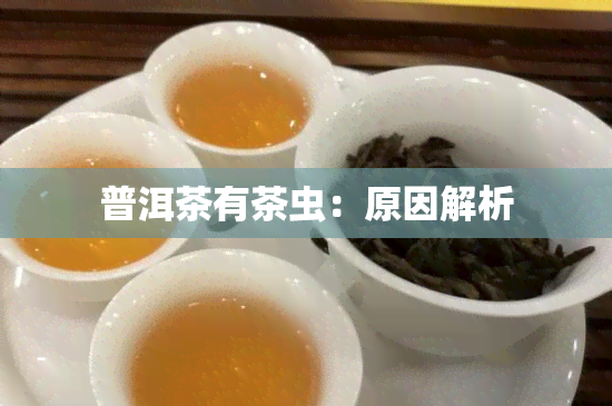 普洱茶有茶虫：原因解析