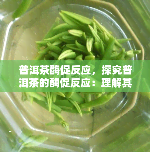 普洱茶酶促反应，探究普洱茶的酶促反应：理解其独特发酵过程的关键