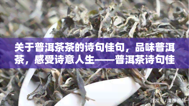 关于普洱茶茶的诗句佳句，品味普洱茶，感受诗意人生——普洱茶诗句佳句欣