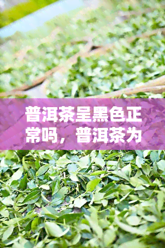 普洱茶呈黑色正常吗，普洱茶为何会呈现黑色？是否正常呢？