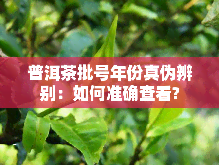 普洱茶批号年份真伪辨别：如何准确查看?