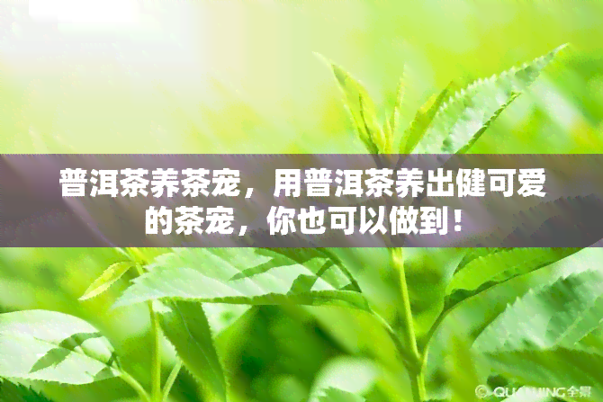 普洱茶养茶宠，用普洱茶养出健可爱的茶宠，你也可以做到！