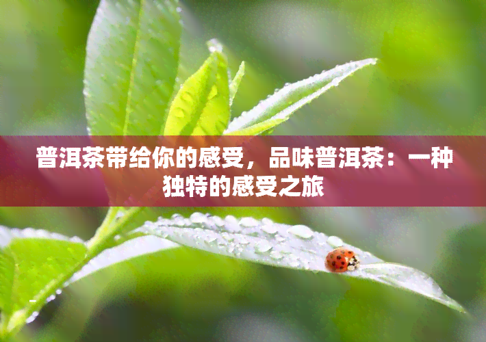 普洱茶带给你的感受，品味普洱茶：一种独特的感受之旅