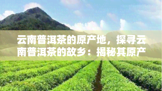 云南普洱茶的原产地，探寻云南普洱茶的故乡：揭秘其原产地的独特魅力