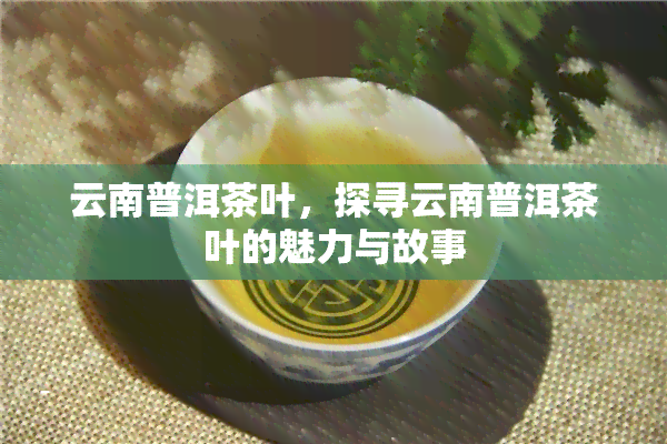 云南普洱茶叶，探寻云南普洱茶叶的魅力与故事