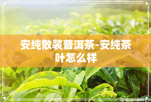 安纯散装普洱茶-安纯茶叶怎么样