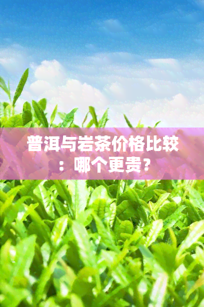 普洱与岩茶价格比较：哪个更贵？