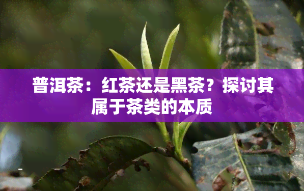 普洱茶：红茶还是黑茶？探讨其属于茶类的本质