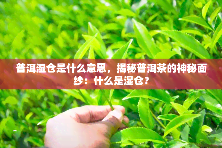 普洱湿仓是什么意思，揭秘普洱茶的神秘面纱：什么是湿仓？