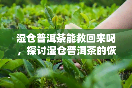 湿仓普洱茶能救回来吗，探讨湿仓普洱茶的恢复可能性