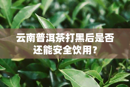 云南普洱茶打黑后是否还能安全饮用？