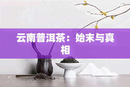 云南普洱茶：始末与真相