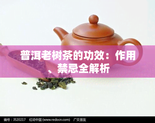 普洱老树茶的功效：作用、禁忌全解析