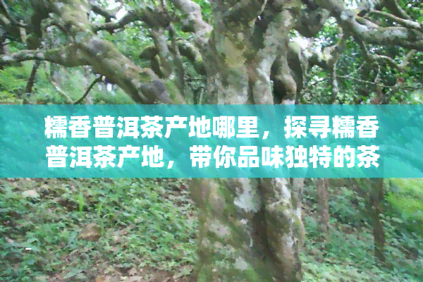 糯香普洱茶产地哪里，探寻糯香普洱茶产地，带你品味独特的茶香之旅