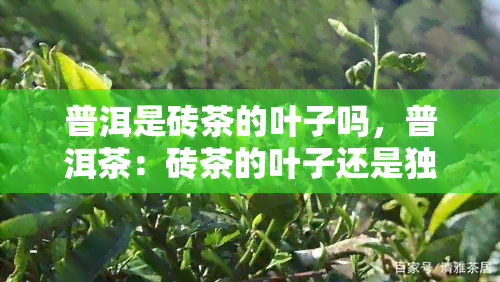 普洱是砖茶的叶子吗，普洱茶：砖茶的叶子还是独特的茶叶品种？