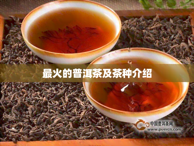 最火的普洱茶及茶种介绍