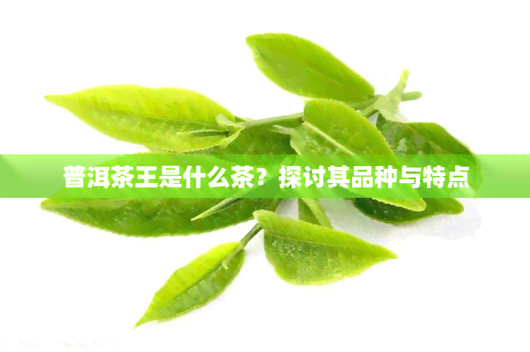 普洱茶王是什么茶？探讨其品种与特点