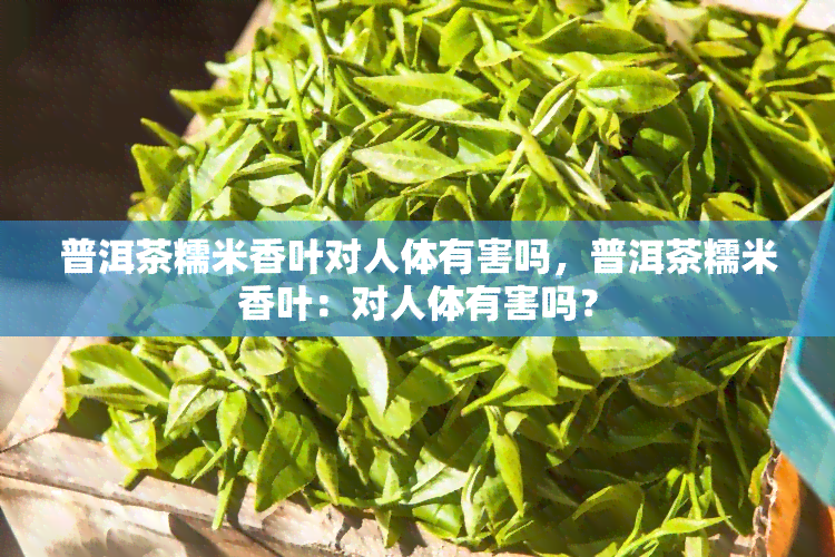 普洱茶糯米香叶对人体有害吗，普洱茶糯米香叶：对人体有害吗？