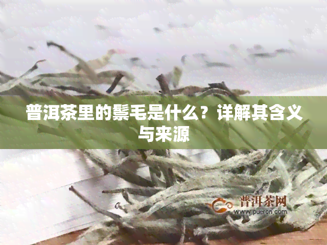 普洱茶里的鬃毛是什么？详解其含义与来源