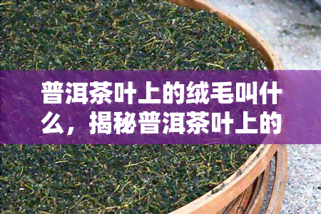 普洱茶叶上的绒毛叫什么，揭秘普洱茶叶上的绒毛：你不知道的小秘密