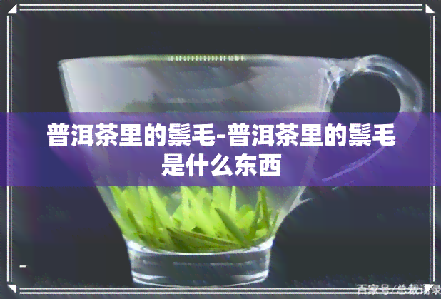 普洱茶里的鬃毛-普洱茶里的鬃毛是什么东西