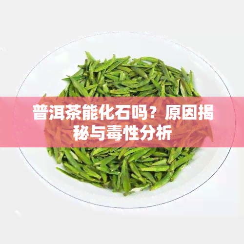 普洱茶能化石吗？原因揭秘与性分析