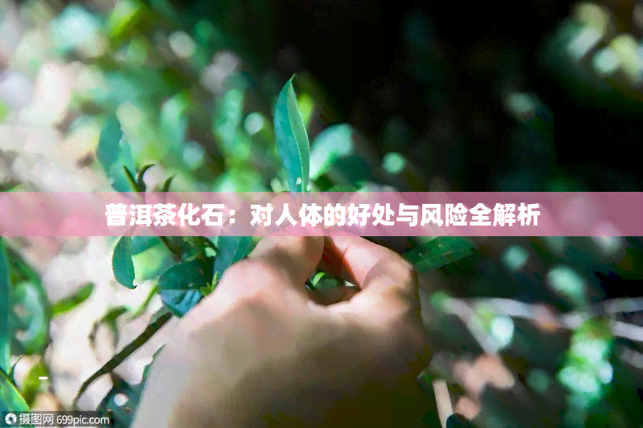 普洱茶化石：对人体的好处与风险全解析