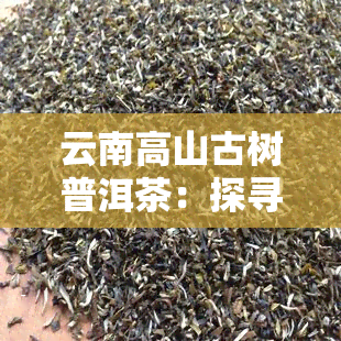 云南高山古树普洱茶：探寻沧源独特的口感与特性