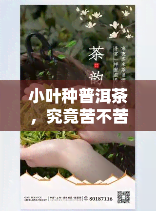 小叶种普洱茶，究竟苦不苦？