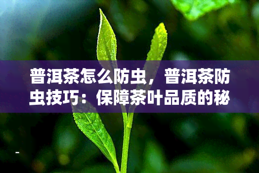 普洱茶怎么防虫，普洱茶防虫技巧：保障茶叶品质的秘诀