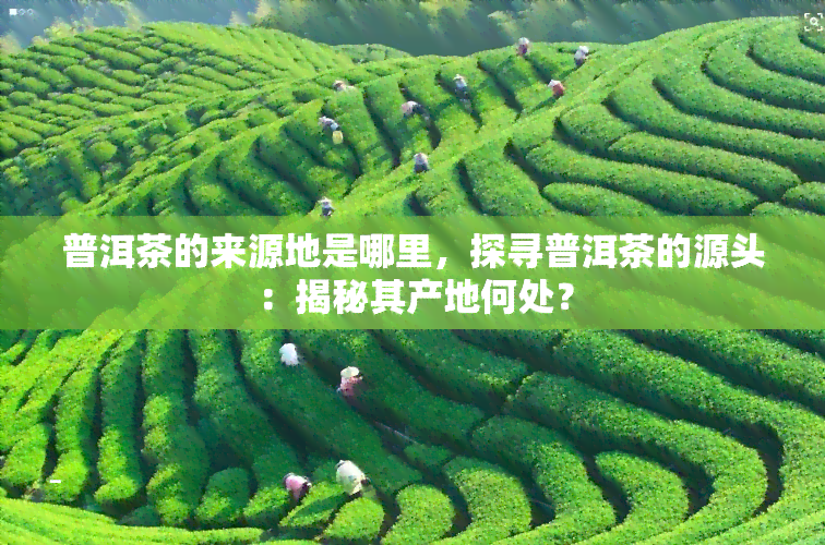 普洱茶的来源地是哪里，探寻普洱茶的源头：揭秘其产地何处？