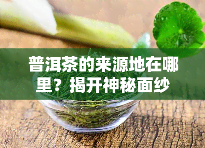 普洱茶的来源地在哪里？揭开神秘面纱