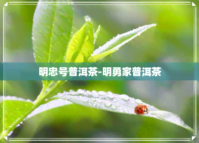 明忠号普洱茶-明勇家普洱茶