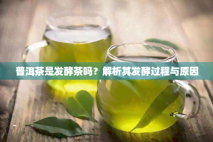 普洱茶是发酵茶吗？解析其发酵过程与原因