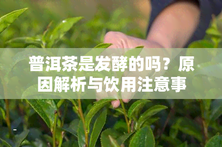 普洱茶是发酵的吗？原因解析与饮用注意事