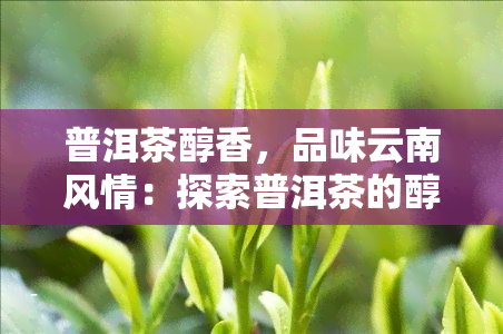 普洱茶醇香，品味云南风情：探索普洱茶的醇香世界