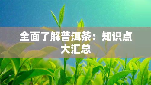 全面了解普洱茶：知识点大汇总