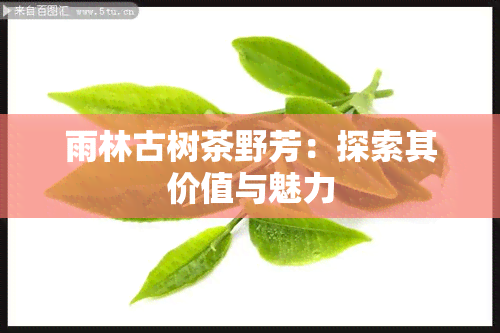 雨林古树茶野芳：探索其价值与魅力