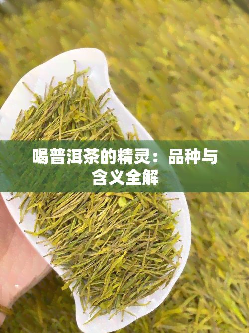 喝普洱茶的精灵：品种与含义全解