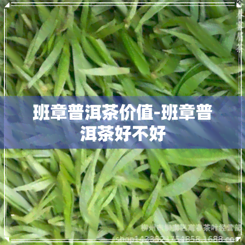 班章普洱茶价值-班章普洱茶好不好