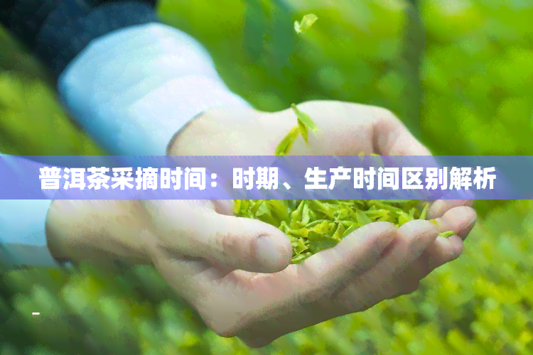 普洱茶采摘时间：时期、生产时间区别解析