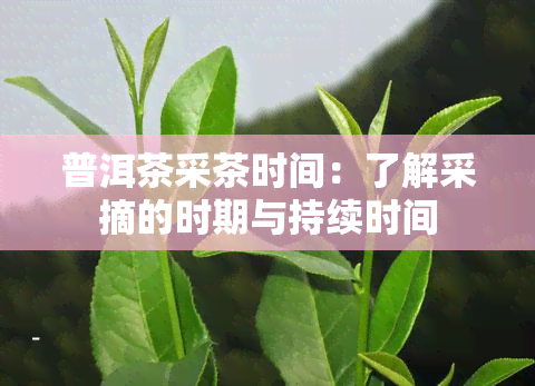 普洱茶采茶时间：了解采摘的时期与持续时间