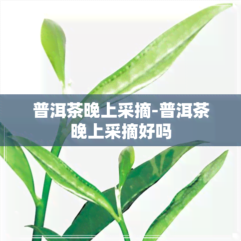 普洱茶晚上采摘-普洱茶晚上采摘好吗