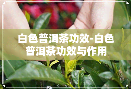 白色普洱茶功效-白色普洱茶功效与作用