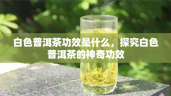 白色普洱茶功效是什么，探究白色普洱茶的神奇功效