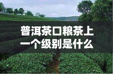 普洱茶口粮茶上一个级别是什么，探索升级之路：普洱茶口粮茶的下一个级别是什么？