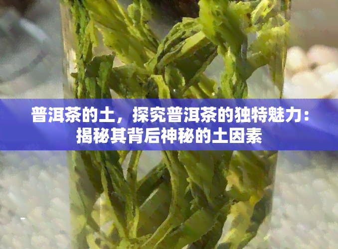 普洱茶的土，探究普洱茶的独特魅力：揭秘其背后神秘的土因素